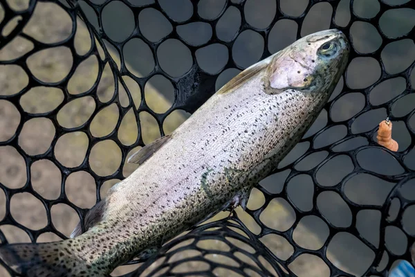 Pesca Pesca Lago — Foto de Stock