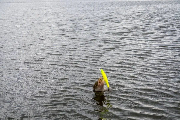 Pesca Lago Fondo Pesca — Foto de Stock