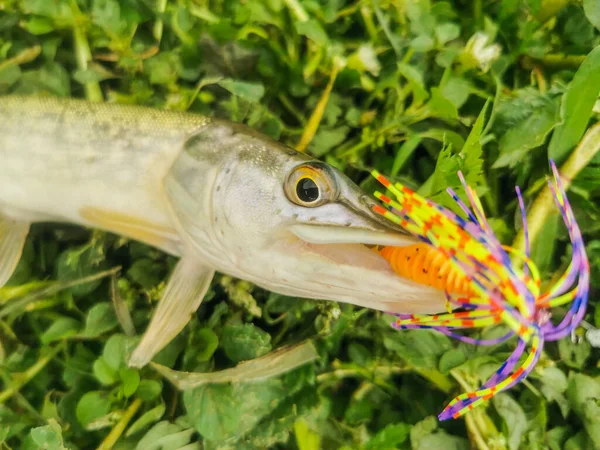 Vissen Meer Natuur Recreatie Achtergrond — Stockfoto