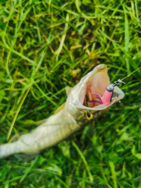 Pesca Lago Natureza Recreação Fundo — Fotografia de Stock