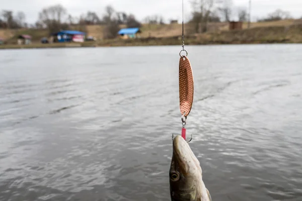 Fiska Sjön Fiskeribakgrund — Stockfoto