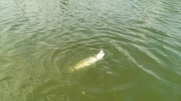 Pesca Truchas Lago Pesca Recreación — Foto de Stock