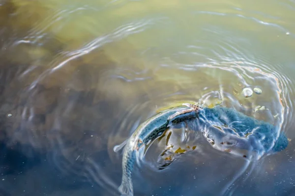 Rybaření Rybaření Jezeře — Stock fotografie