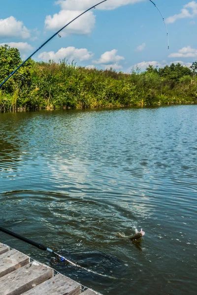 Fundo Pesca Truta Natural — Fotografia de Stock