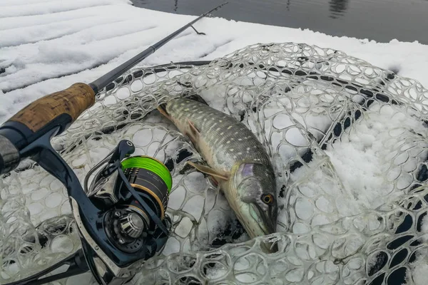 湖でパイク釣り 釣りのレクリエーション — ストック写真