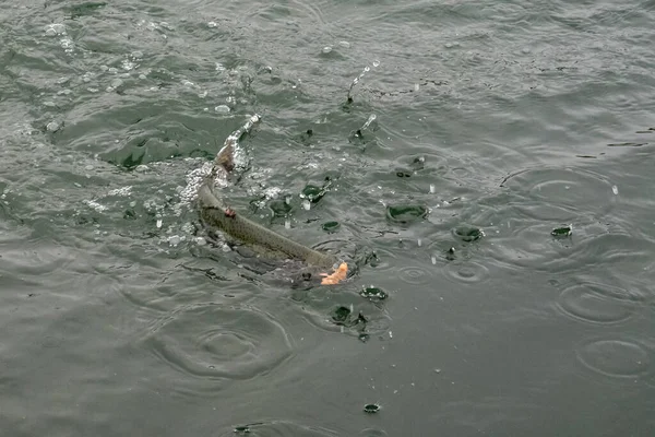 Pesca Pesca Lago — Foto de Stock