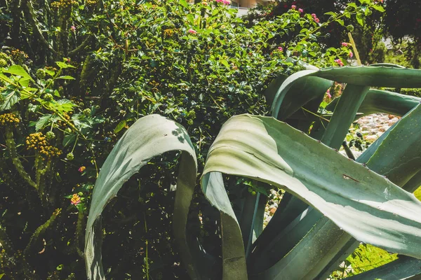 Schöner Badeort Grün Und Blumen — Stockfoto