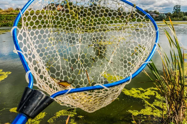 Good Fishing Catch Background — Stock Photo, Image