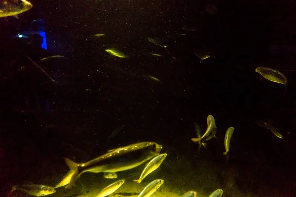 Hermoso Mundo Submarino Peces Algas Marinas — Foto de Stock