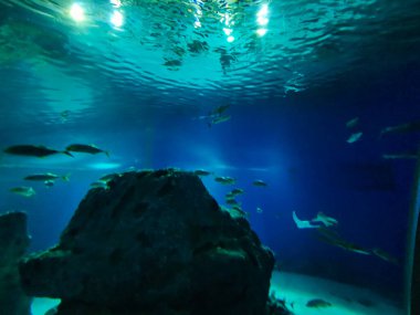 Balık yosunlarının güzel sualtı dünyası