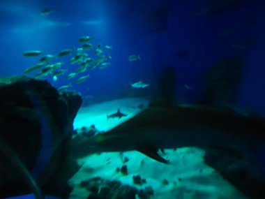 Balık yosunlarının güzel sualtı dünyası