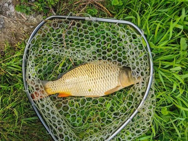 Carpa Capturada Por Pescador — Foto de Stock