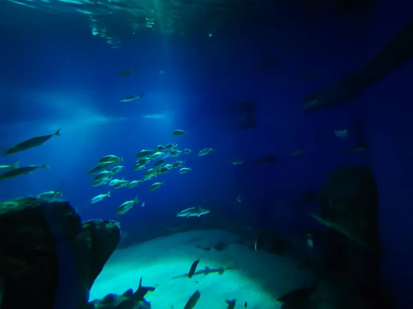 Beautiful Underwater World Fish Seaweed Sea — Stock Photo, Image