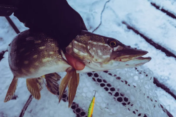 Pêche Brochet Sur Lac Loisirs Pêche — Photo