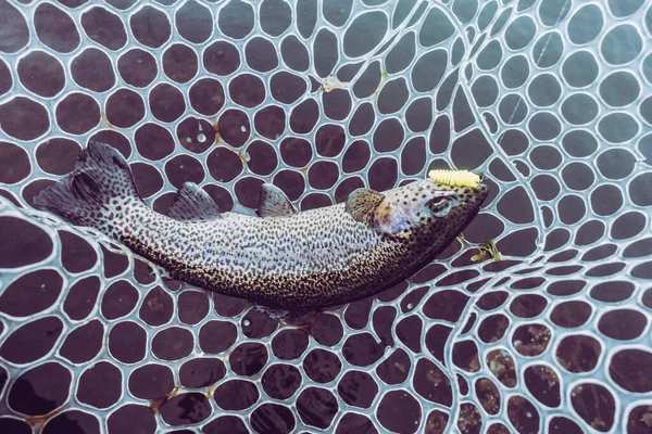 Pesca Alla Trota Sul Lago — Foto Stock