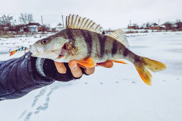 Pesca Fundo Gelo — Fotografia de Stock