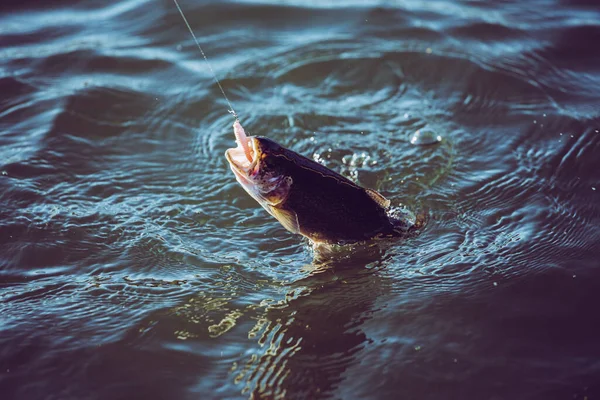 Pesca Truta Lago — Fotografia de Stock