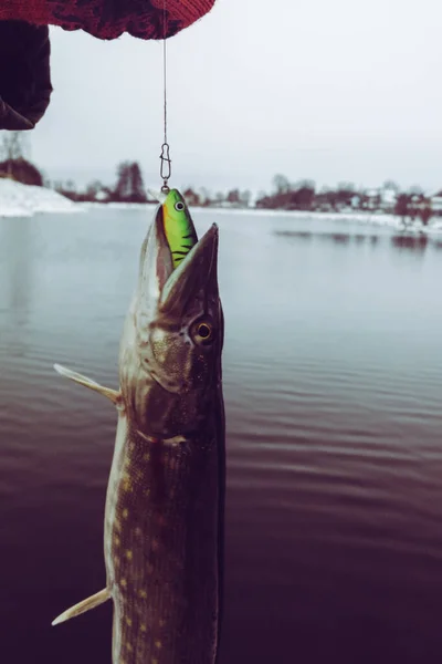 Gäddfiske Sjön Fritidsfiske — Stockfoto