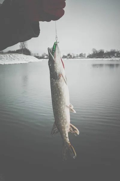 Gäddfiske Sjön Fritidsfiske — Stockfoto