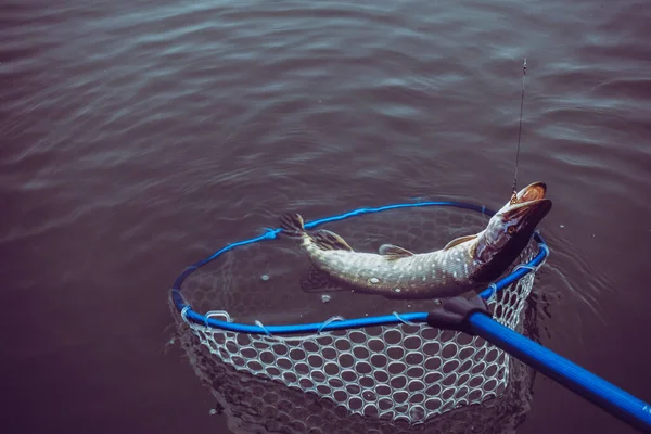 Pêche Brochet Sur Lac — Photo