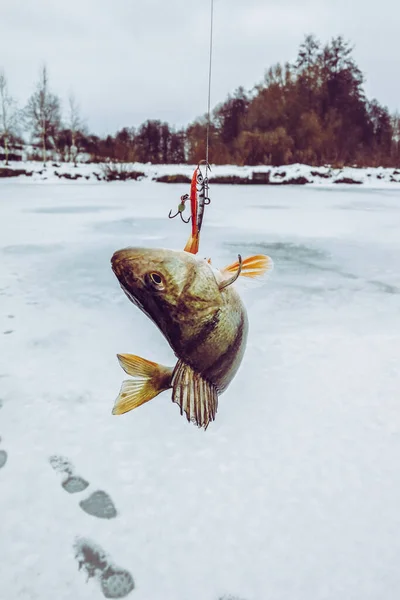 Pêche Brochet Sur Lac — Photo