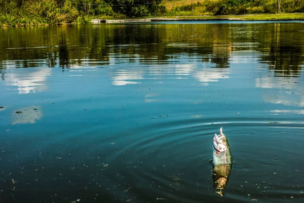 Pesca Pique Fundo Viagem Lago — Fotografia de Stock