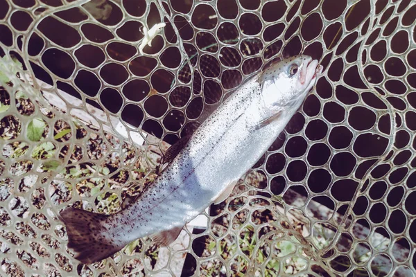 Pesca Truta Lago Pesca Recreação — Fotografia de Stock