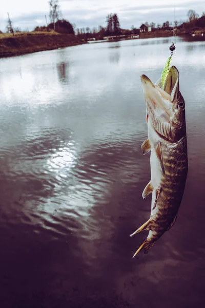 Pesca Lúcio Lago — Fotografia de Stock