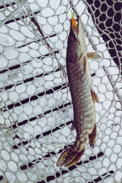 Pesca Del Luccio Sul Lago Attività Ricreative Pesca — Foto Stock