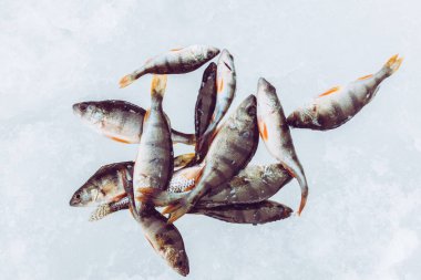 Kış Buzu balıkçılık geçmişi