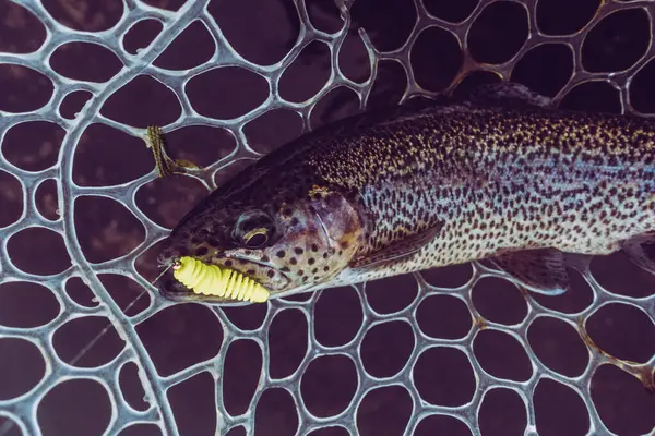 Forel Vissen Het Meer — Stockfoto