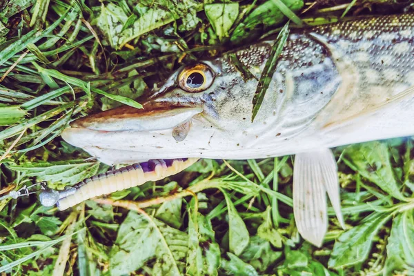 Vissen Meer Natuur Recreatie Achtergrond — Stockfoto