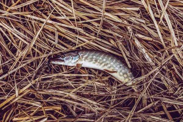 Pesca Esporte Recreação Fundo — Fotografia de Stock