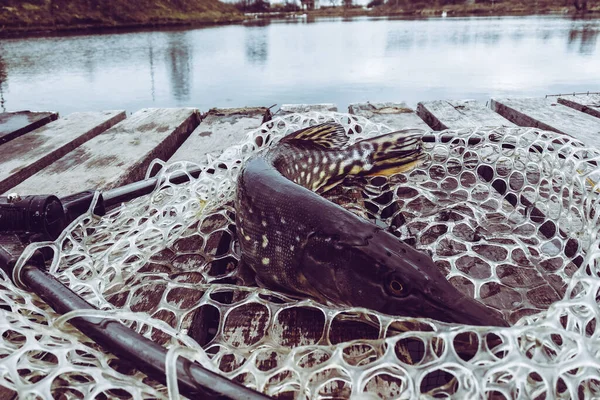 Pesca Del Luccio Sul Lago — Foto Stock