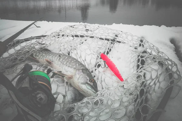 Pike Rybaří Jezeře Rybolovná Rekreace — Stock fotografie