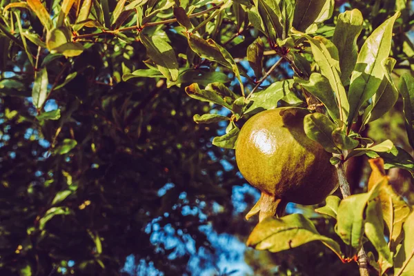 Yeşil Nar Ağacı Üzerinde — Stok fotoğraf