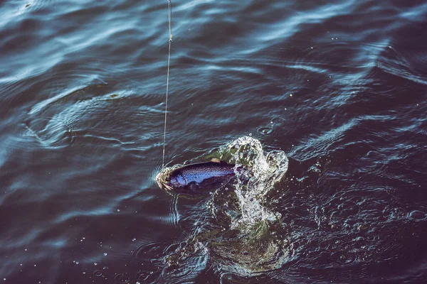 Rybaření Pstruhů Jezeře — Stock fotografie