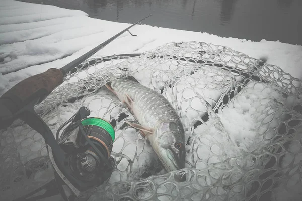 Pesca Del Luccio Sul Lago Attività Ricreative Pesca — Foto Stock