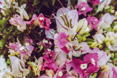 Deniz kenarındaki güzel resort peyzaj