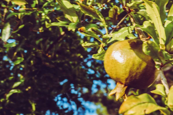 Yeşil Nar Ağacı Üzerinde — Stok fotoğraf