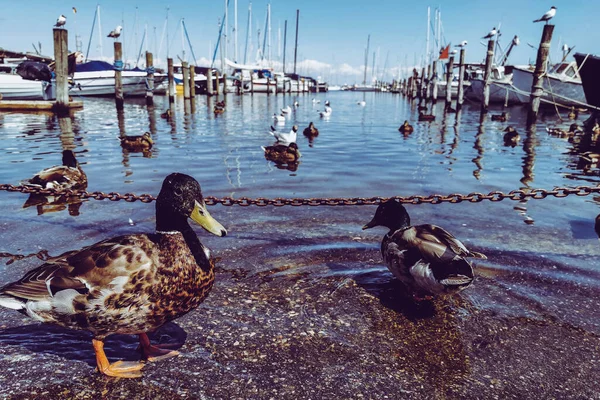 Dänemark Kopenhagen Und Das Meer — Stockfoto