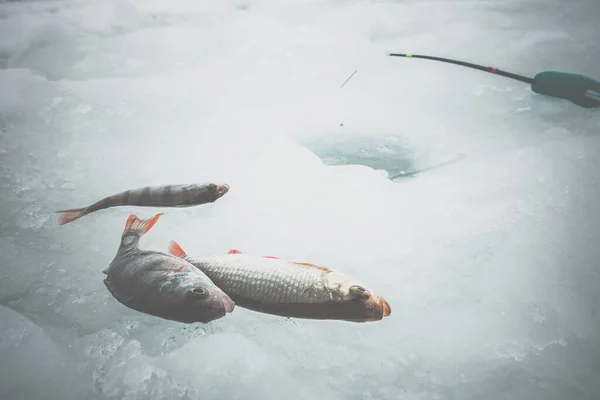 Kış Buzu Balıkçılık Geçmişi — Stok fotoğraf