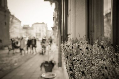 Muhteşem kış Lviv mimarisi ve sokakları