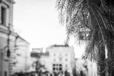 Muhteşem kış Lviv mimarisi ve sokakları