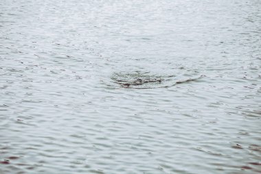 Gölde balık avlamak. Balıkçılık eğlencesi