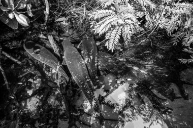 Balık yosunlarının güzel sualtı dünyası