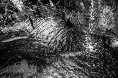 Balık yosunlarının güzel sualtı dünyası