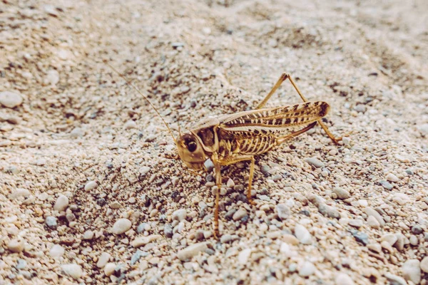 Heuschrecken Sitzen Auf Dem Sand — Stockfoto