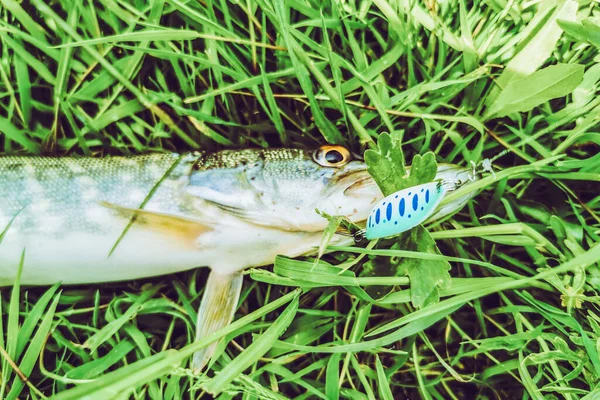 Pesca Descanso Rural Antecedentes Sobre Tema Recreação — Fotografia de Stock