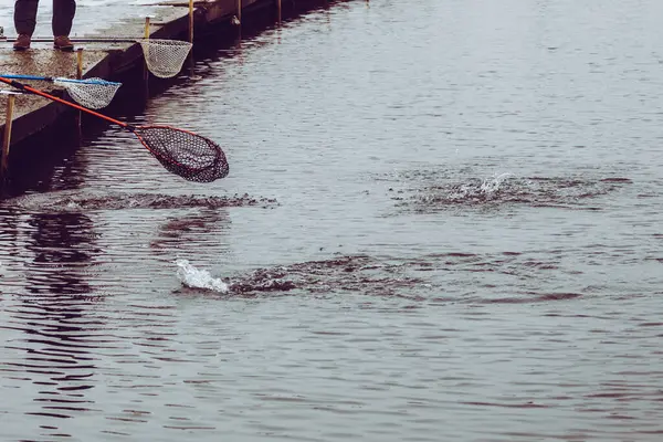 Pesca Truta Fundo Lago — Fotografia de Stock